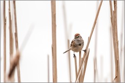 American Tree Sparrow WEB