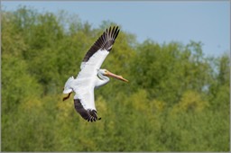 American White Pelican WEB