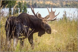 Bull moose 7 IR WEB