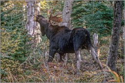 Bull moose feeding 2 WEB