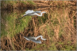 Egret flying WEB copy