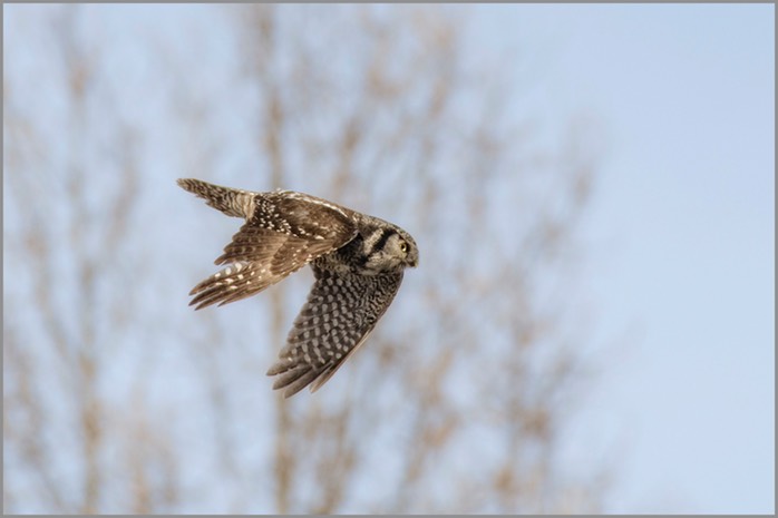 Hawk Owl in flight WEB