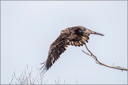 Immature Bald Eagle in flight WEB