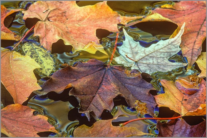 Leaves on water WEB