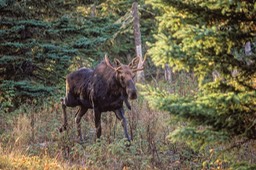 Moose young bull IR WEB