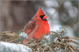 Northern Cardinal 5727 WEB