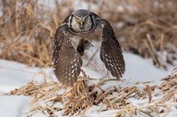 Northern Hawk Owl 0182 WEB