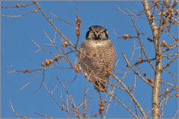 Northern Hawk Owl WEB