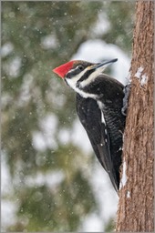 Pileated Woodpecker 1 Feb 2016 WEB