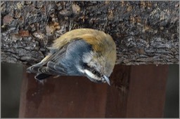 Red-breasted nuthatch WEB
