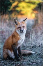 Red Fox WEB