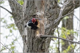 Red-headed woodpecker in flight 1 WEB copy