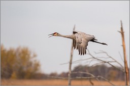 Sandhill crane in flight WEB