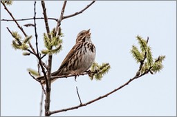 Song Sparrow 7394 WEB