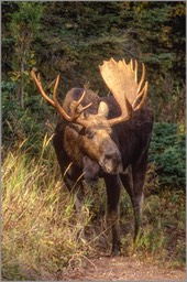 Standing moose (bullseye) WEB