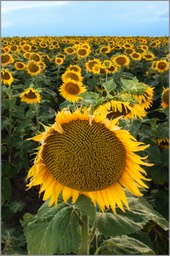 Sunflowers WEB