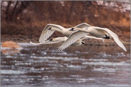 Swans in flight WEB