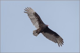 Turkey Vulture WEB copy