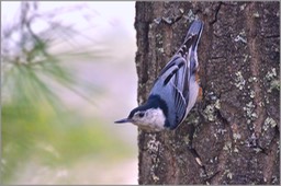 White-breasted Nuthatch WEB