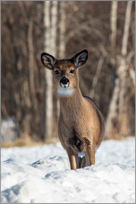 White-tailed deer doe WEB copy