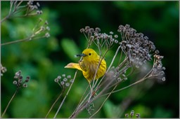 Yellow Warbler & bug WEB